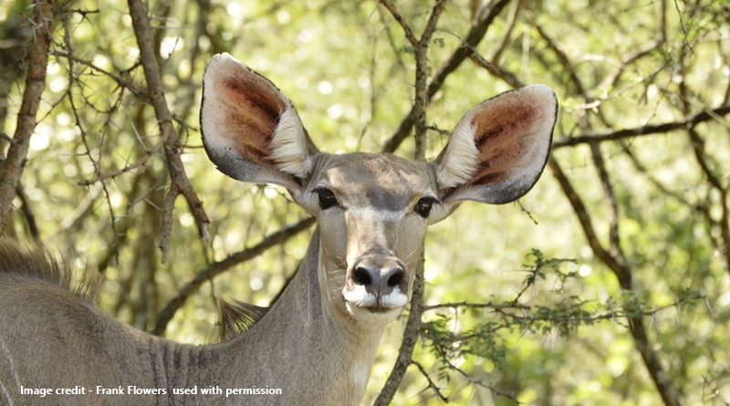 Marloth Park Kudu