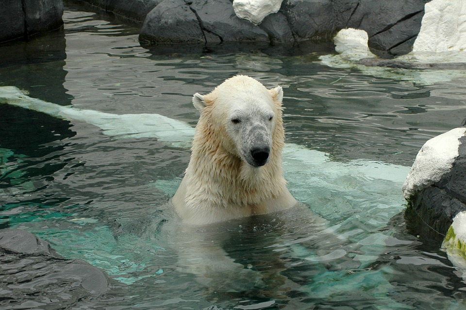 Polar Bear from the San Diego Zoo