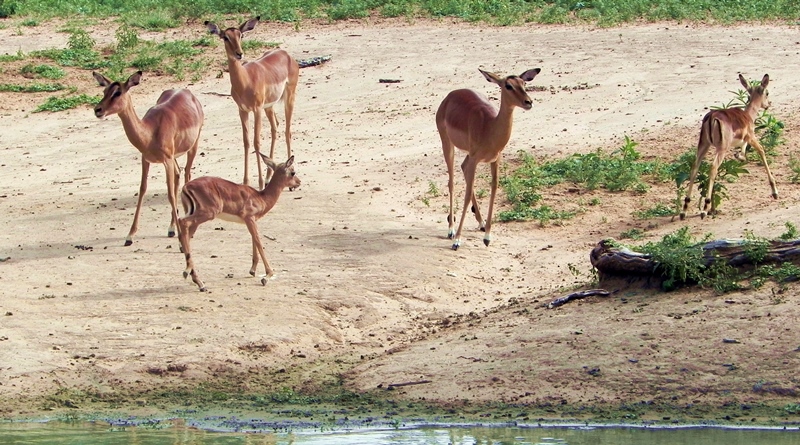 kumasinga hide