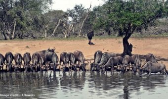 uMkhuze Game Reserve kuMasinga hide