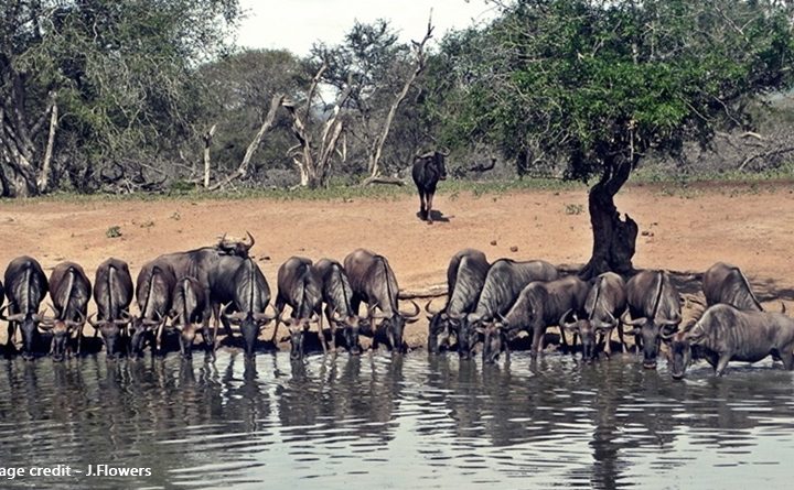 uMkhuze Game Reserve kuMasinga hide