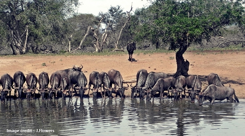 uMkhuze Game Reserve kuMasinga hide