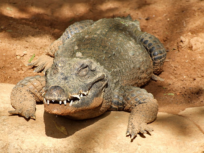 Nile Crocodile