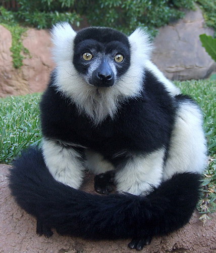 Black and White Ruffed Lemur