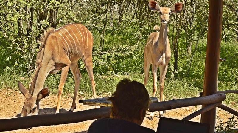 Marloth Park - Writer J Flower at work