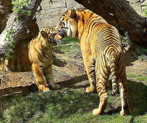 Sumatran Tiger and Son