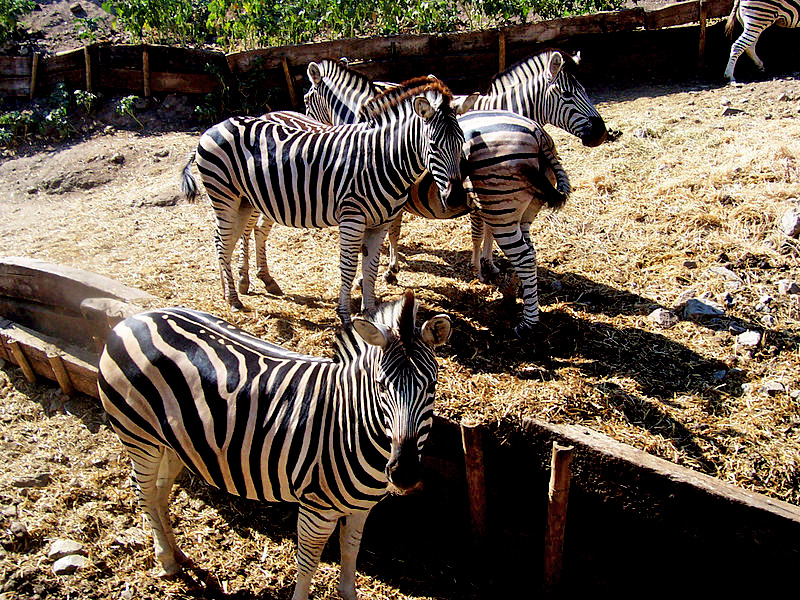 Zebras in Selwo Aventura