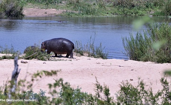 African Safari Must-Have Book to read