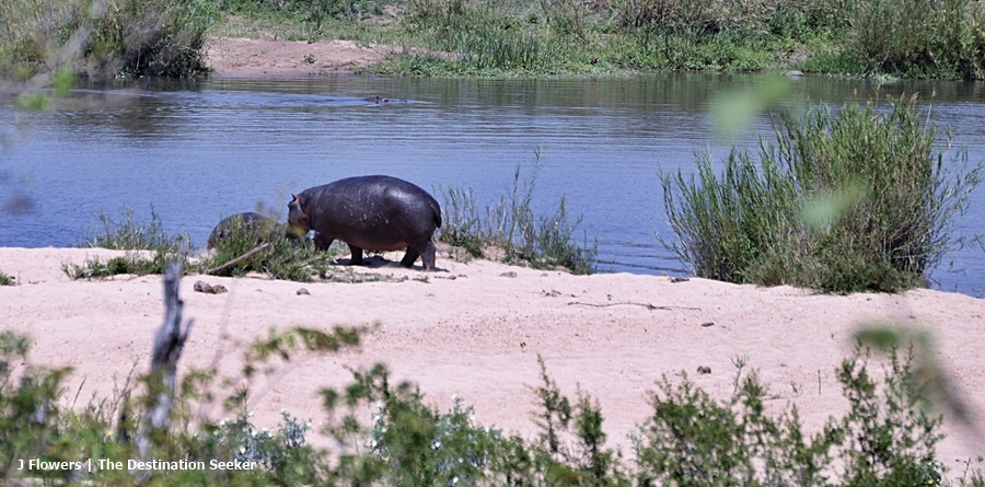 African Safari Must-Have Book to read